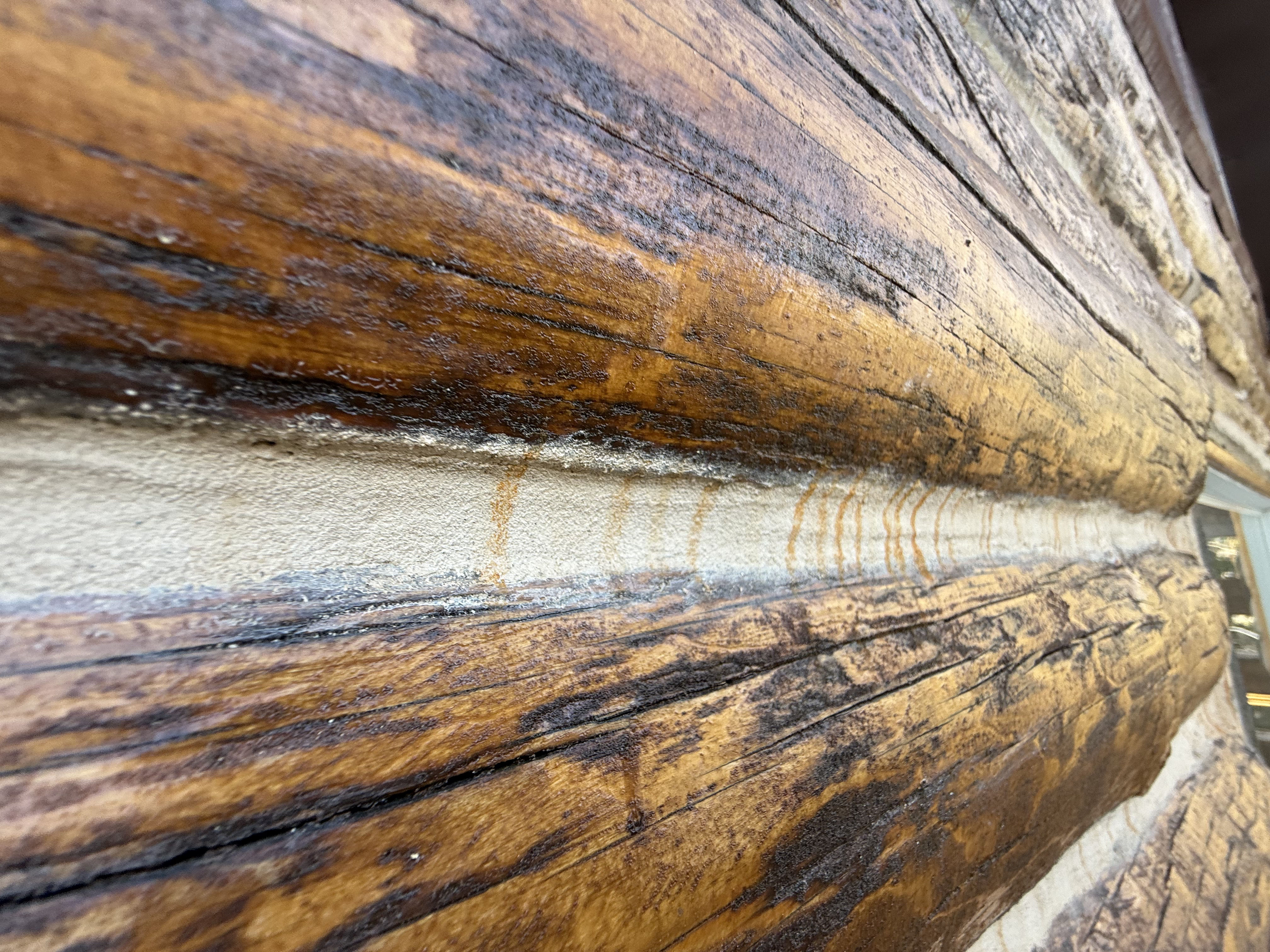 Moisture damage around log cabin chinking joints showing water infiltration that leads to expensive log rot repairs